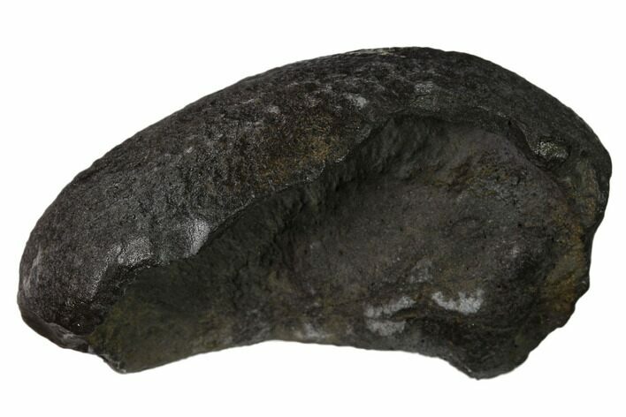 Fossil Whale Ear Bone - Miocene #136900